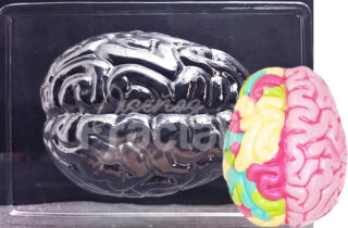 Molde Cerebro Grande